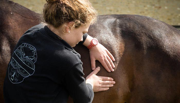 Ostéopathe animalier à Gournay-en-Bray | Clothilde Loncke